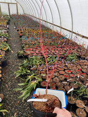 - Acer palmatum 'Cupid' Dwarf Coral Bark Japanese Maple - Mr Maple │ Buy Japanese Maple Trees