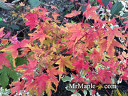 - Acer palmatum 'Cupid' Dwarf Coral Bark Japanese Maple - Mr Maple │ Buy Japanese Maple Trees