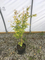 - Acer palmatum 'Cupid' Dwarf Coral Bark Japanese Maple - Mr Maple │ Buy Japanese Maple Trees