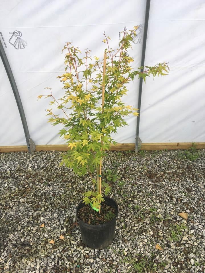 - Acer palmatum 'Cupid' Dwarf Coral Bark Japanese Maple - Mr Maple │ Buy Japanese Maple Trees