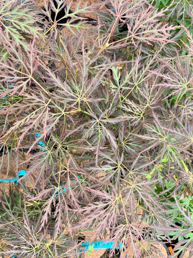 - Acer palmatum 'Curtis' Weeping Red Japanese Maple - Mr Maple │ Buy Japanese Maple Trees