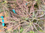 - Acer palmatum 'Curtis' Weeping Red Japanese Maple - Mr Maple │ Buy Japanese Maple Trees