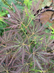 - Acer palmatum 'Curtis' Weeping Red Japanese Maple - Mr Maple │ Buy Japanese Maple Trees