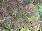 - Acer palmatum 'Curtis' Weeping Red Japanese Maple - Mr Maple │ Buy Japanese Maple Trees