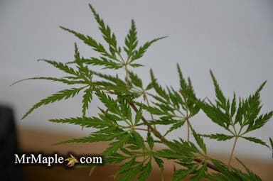 - Acer palmatum 'Dai' Weeping Korean Japanese Maple - Mr Maple │ Buy Japanese Maple Trees
