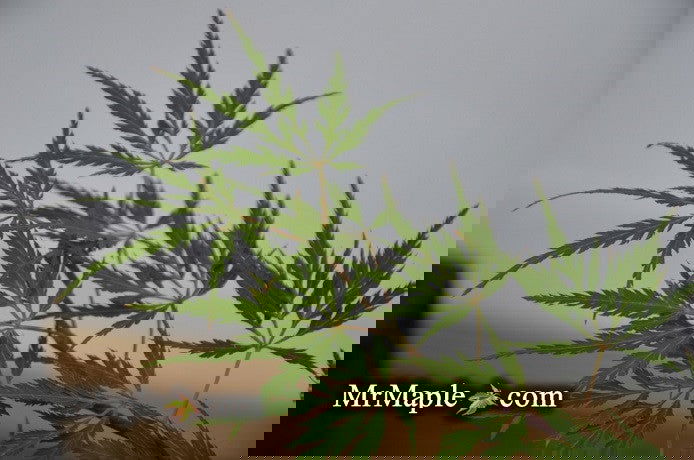 - Acer palmatum 'Dai' Weeping Korean Japanese Maple - Mr Maple │ Buy Japanese Maple Trees