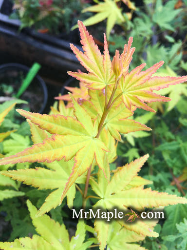 - Acer palmatum 'Daidai haru' Spring Orange Japanese Maple - Mr Maple │ Buy Japanese Maple Trees