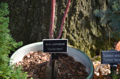 - Acer palmatum 'Daidai haru' Spring Orange Japanese Maple - Mr Maple │ Buy Japanese Maple Trees