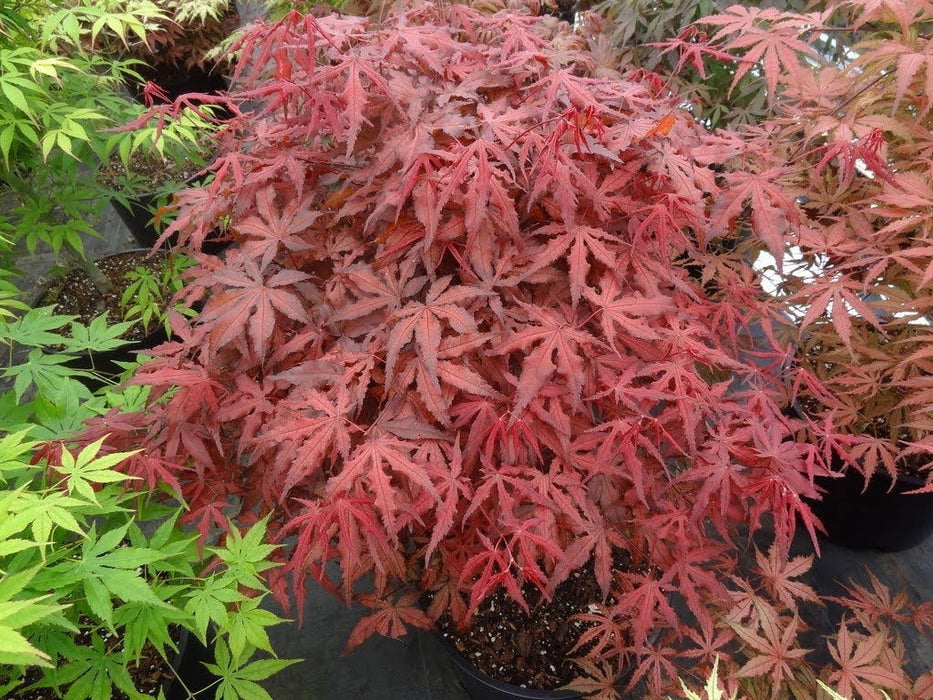 - Acer palmatum 'Dark Ghost' Japanese Maple - Mr Maple │ Buy Japanese Maple Trees