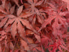 - Acer palmatum 'Dark Ghost' Japanese Maple - Mr Maple │ Buy Japanese Maple Trees