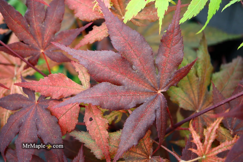 - Acer palmatum 'Dark Ghost' Japanese Maple - Mr Maple │ Buy Japanese Maple Trees