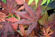 - Acer palmatum 'Dark Ghost' Japanese Maple - Mr Maple │ Buy Japanese Maple Trees