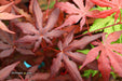 - Acer palmatum 'Dark Ghost' Japanese Maple - Mr Maple │ Buy Japanese Maple Trees