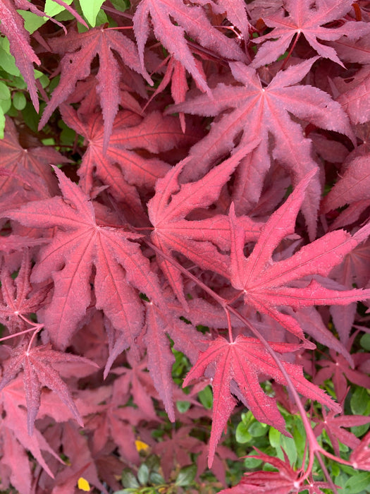 - Acer palmatum 'Dark Ghost' Japanese Maple - Mr Maple │ Buy Japanese Maple Trees