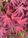 - Acer palmatum 'Dark Ghost' Japanese Maple - Mr Maple │ Buy Japanese Maple Trees