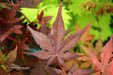 - Acer palmatum 'Dark Ghost' Japanese Maple - Mr Maple │ Buy Japanese Maple Trees