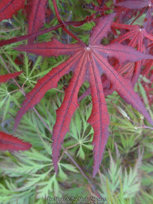 - Acer palmatum 'Dark Ghost' Japanese Maple - Mr Maple │ Buy Japanese Maple Trees