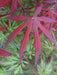 - Acer palmatum 'Dark Ghost' Japanese Maple - Mr Maple │ Buy Japanese Maple Trees