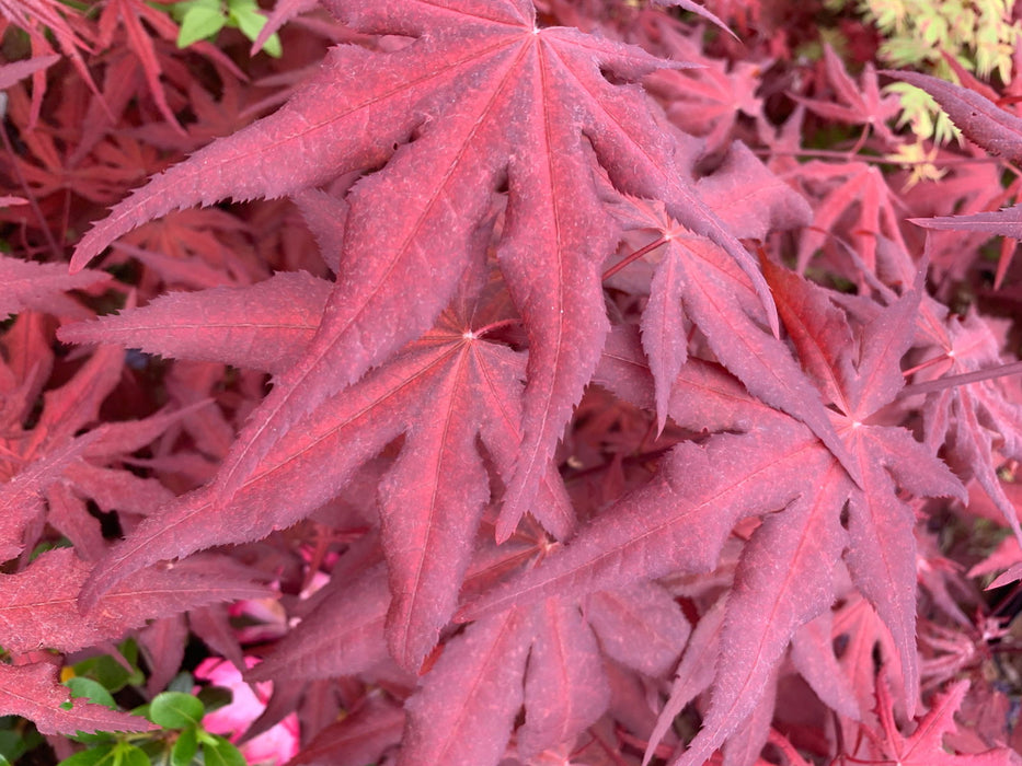 - Acer palmatum 'Dark Ghost' Japanese Maple - Mr Maple │ Buy Japanese Maple Trees