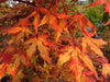 - Acer palmatum 'Dark Ghost' Japanese Maple - Mr Maple │ Buy Japanese Maple Trees