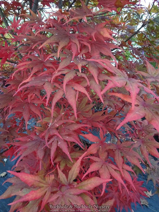 - Acer palmatum 'Dark Ghost' Japanese Maple - Mr Maple │ Buy Japanese Maple Trees