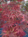 - Acer palmatum 'Dark Ghost' Japanese Maple - Mr Maple │ Buy Japanese Maple Trees