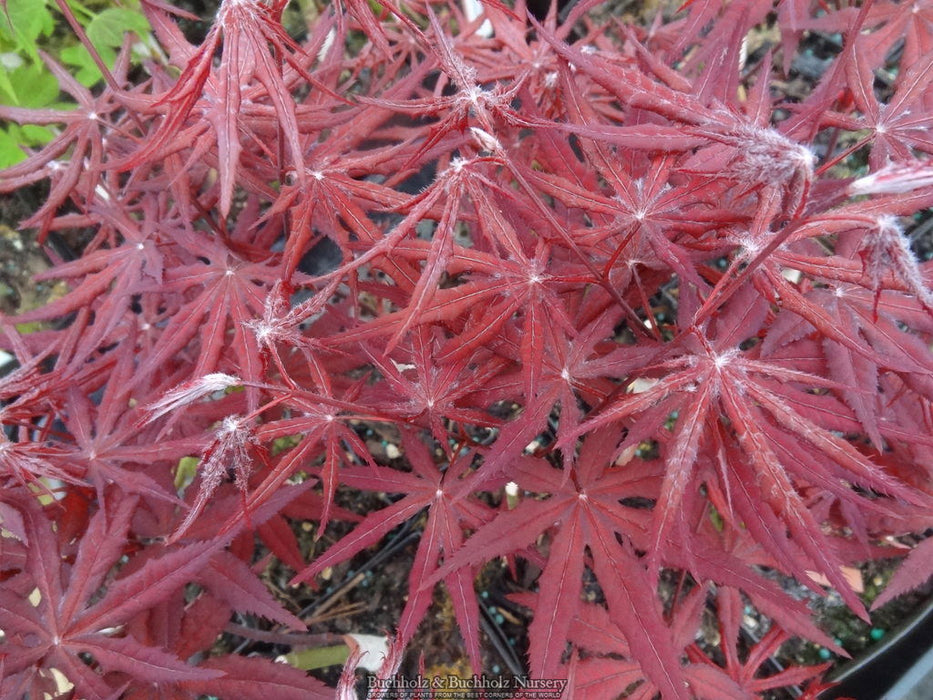 - Acer palmatum 'Dark Ghost' Japanese Maple - Mr Maple │ Buy Japanese Maple Trees