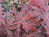 - Acer palmatum 'Dark Ghost' Japanese Maple - Mr Maple │ Buy Japanese Maple Trees