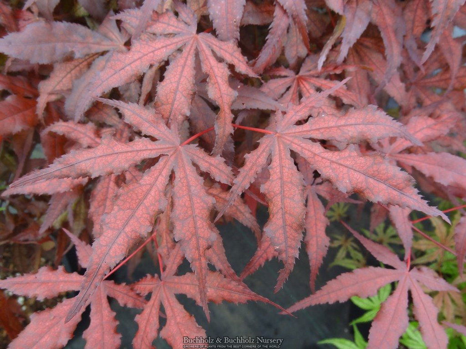 - Acer palmatum 'Dark Ghost' Japanese Maple - Mr Maple │ Buy Japanese Maple Trees