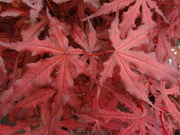 - Acer palmatum 'Dark Ghost' Japanese Maple - Mr Maple │ Buy Japanese Maple Trees