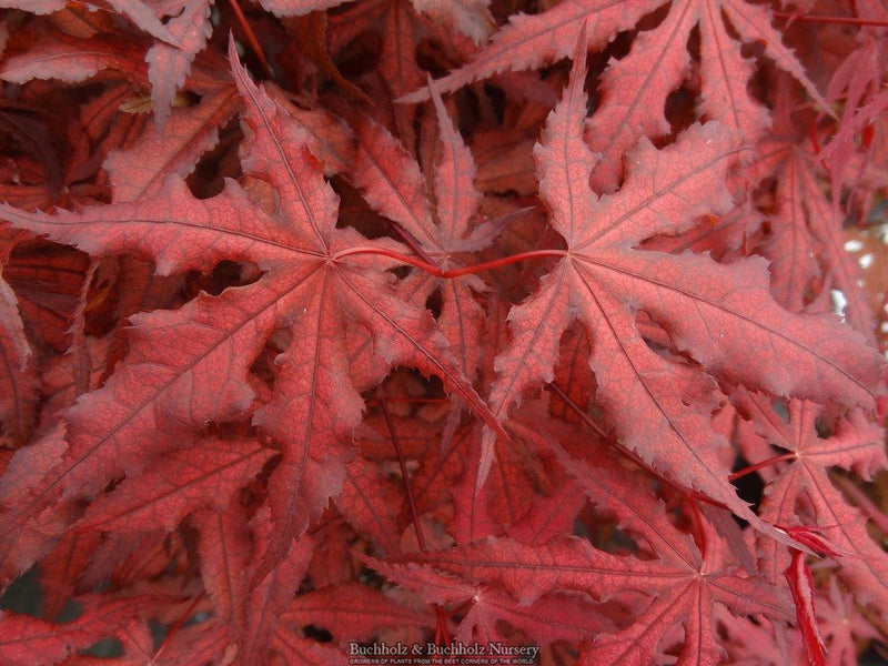- Acer palmatum 'Dark Ghost' Japanese Maple - Mr Maple │ Buy Japanese Maple Trees