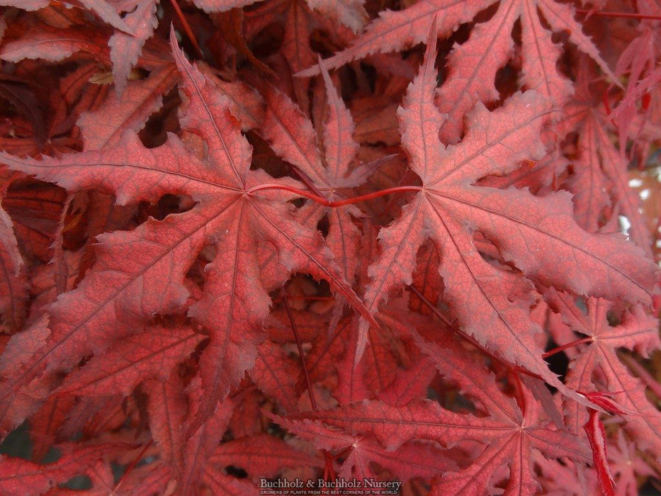 - Acer palmatum 'Dark Ghost' Japanese Maple - Mr Maple │ Buy Japanese Maple Trees