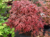 - Acer palmatum 'Dark Ghost' Japanese Maple - Mr Maple │ Buy Japanese Maple Trees