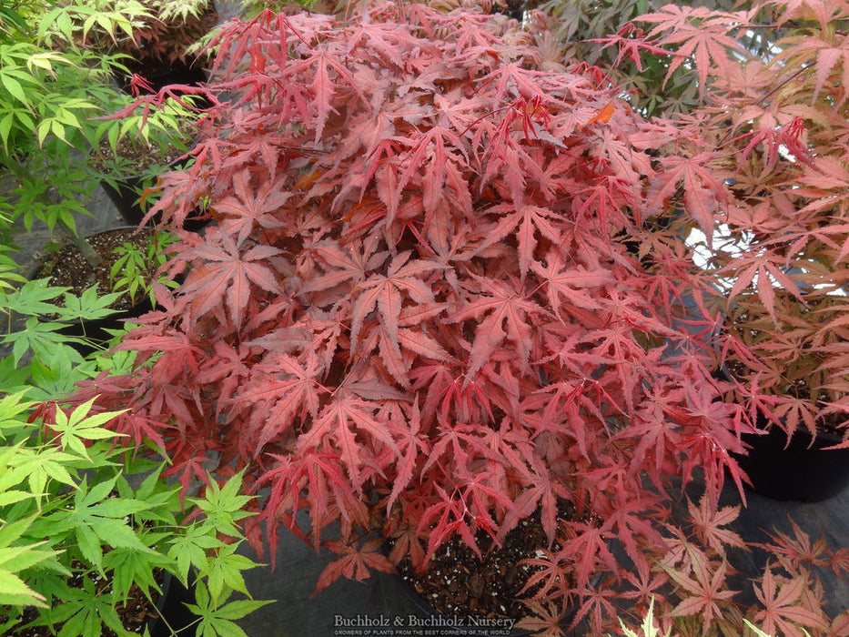 - Acer palmatum 'Dark Ghost' Japanese Maple - Mr Maple │ Buy Japanese Maple Trees