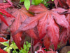 - Acer palmatum 'Dark Ghost' Japanese Maple - Mr Maple │ Buy Japanese Maple Trees