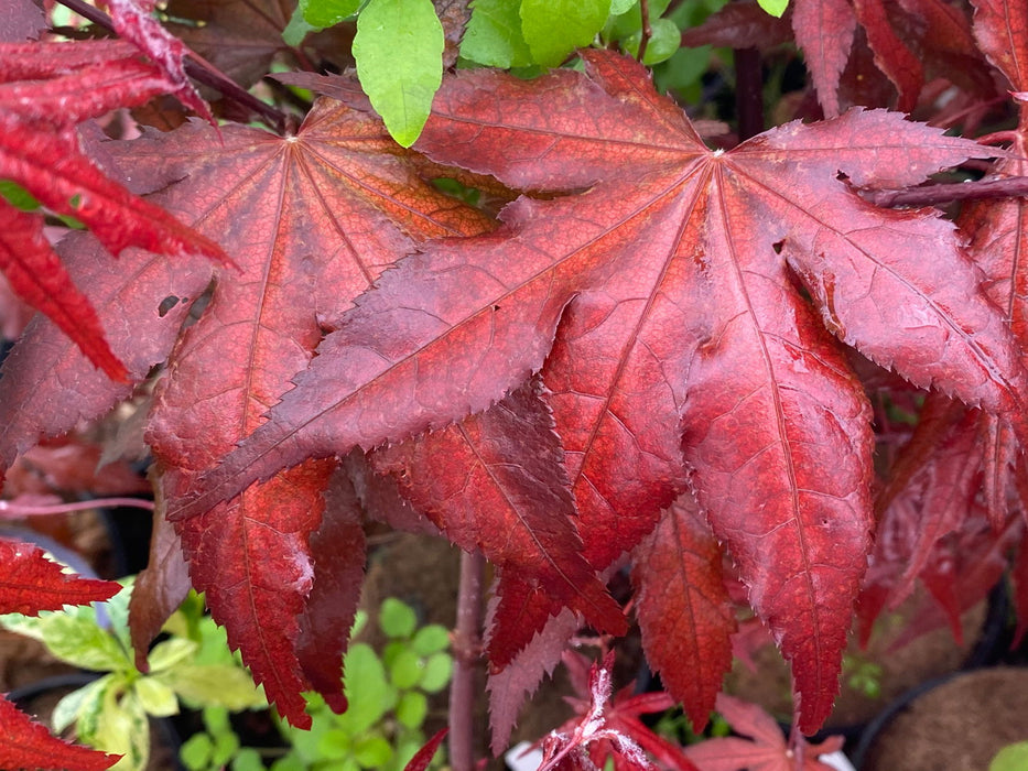 - Acer palmatum 'Dark Ghost' Japanese Maple - Mr Maple │ Buy Japanese Maple Trees