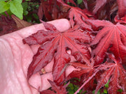- Acer palmatum 'Dark Ghost' Japanese Maple - Mr Maple │ Buy Japanese Maple Trees