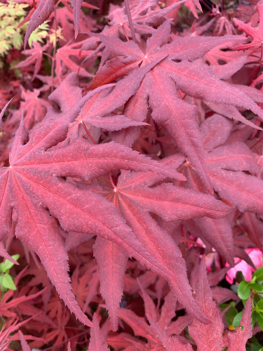 - Acer palmatum 'Dark Ghost' Japanese Maple - Mr Maple │ Buy Japanese Maple Trees