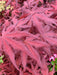 - Acer palmatum 'Dark Ghost' Japanese Maple - Mr Maple │ Buy Japanese Maple Trees