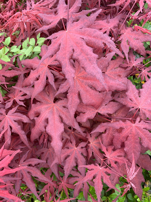 - Acer palmatum 'Dark Ghost' Japanese Maple - Mr Maple │ Buy Japanese Maple Trees