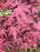 - Acer palmatum 'Dark Ghost' Japanese Maple - Mr Maple │ Buy Japanese Maple Trees