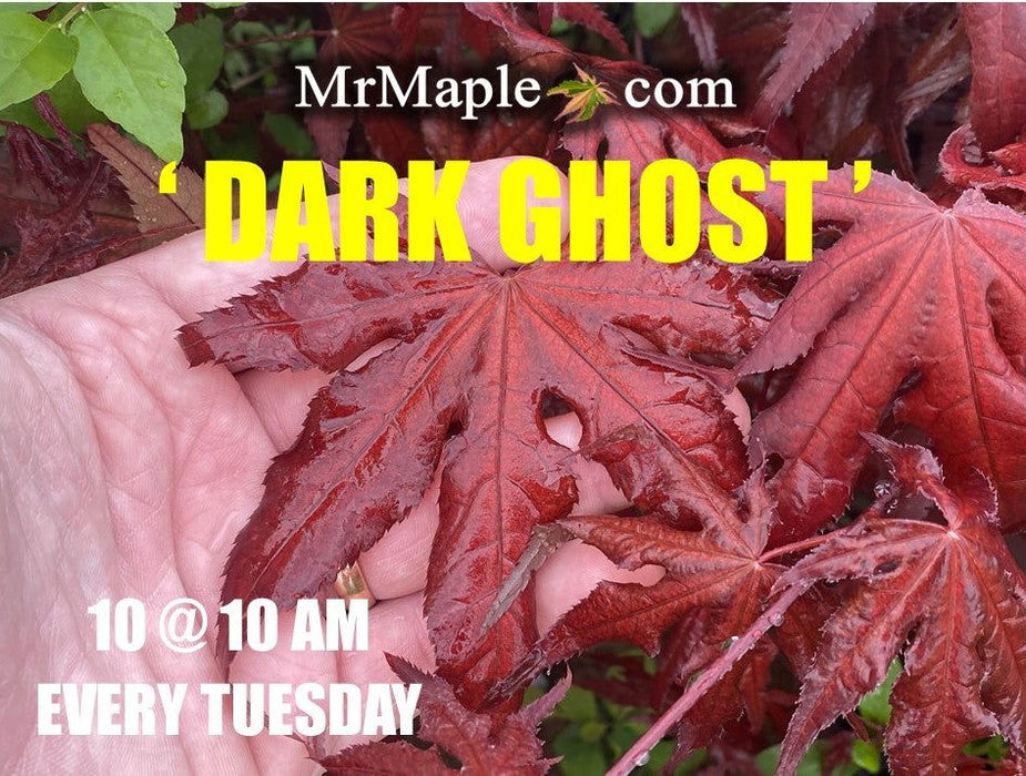 - Acer palmatum 'Dark Ghost' Japanese Maple - Mr Maple │ Buy Japanese Maple Trees