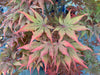 - Acer palmatum 'Dark Ghost' Japanese Maple - Mr Maple │ Buy Japanese Maple Trees