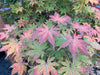 - Acer palmatum 'Dark Ghost' Japanese Maple - Mr Maple │ Buy Japanese Maple Trees