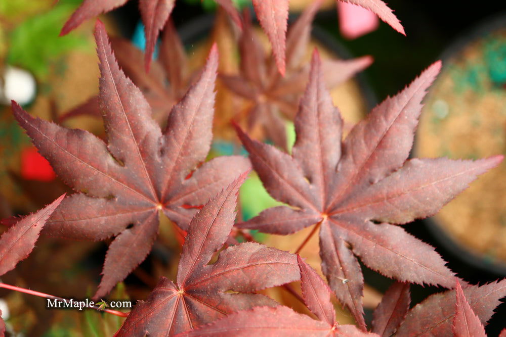 - Acer palmatum 'Dark Ghost' Japanese Maple - Mr Maple │ Buy Japanese Maple Trees