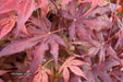 - Acer palmatum 'Dark Ghost' Japanese Maple - Mr Maple │ Buy Japanese Maple Trees