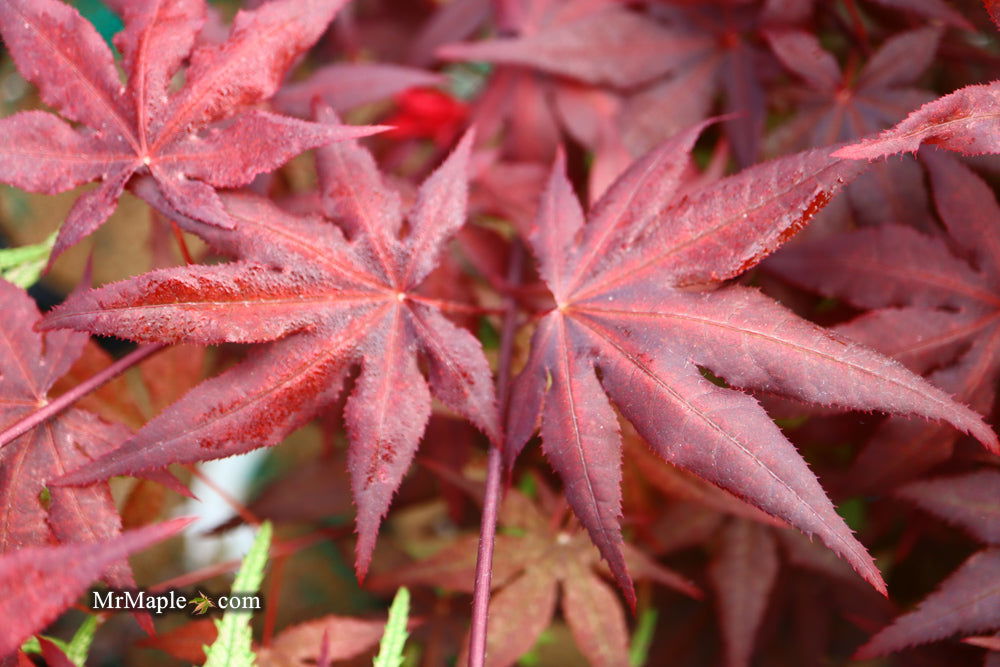 - Acer palmatum 'Dark Ghost' Japanese Maple - Mr Maple │ Buy Japanese Maple Trees