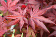 - Acer palmatum 'Dark Ghost' Japanese Maple - Mr Maple │ Buy Japanese Maple Trees