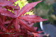 - Acer palmatum 'Dark Ghost' Japanese Maple - Mr Maple │ Buy Japanese Maple Trees