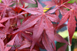 - Acer palmatum 'Dark Ghost' Japanese Maple - Mr Maple │ Buy Japanese Maple Trees